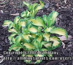 Photo of Garden Stonecrop (Hylotelephium erythrostictum 'Mediovariegatum') uploaded by purpleinopp