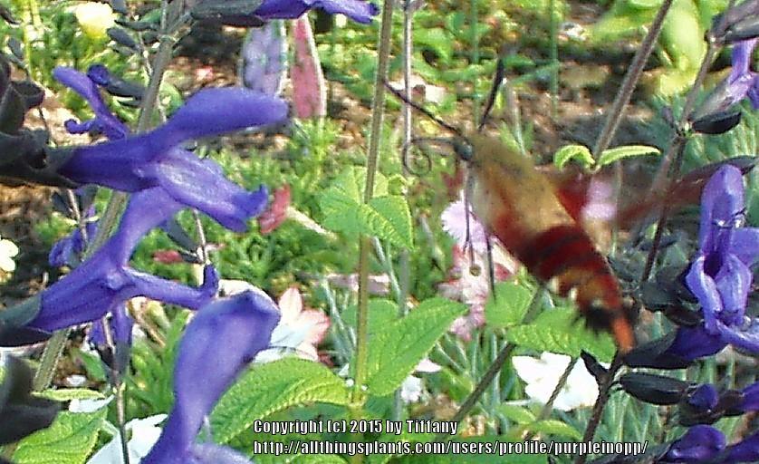 Photo of Anise-Scented Sage (Salvia coerulea 'Black and Blue') uploaded by purpleinopp