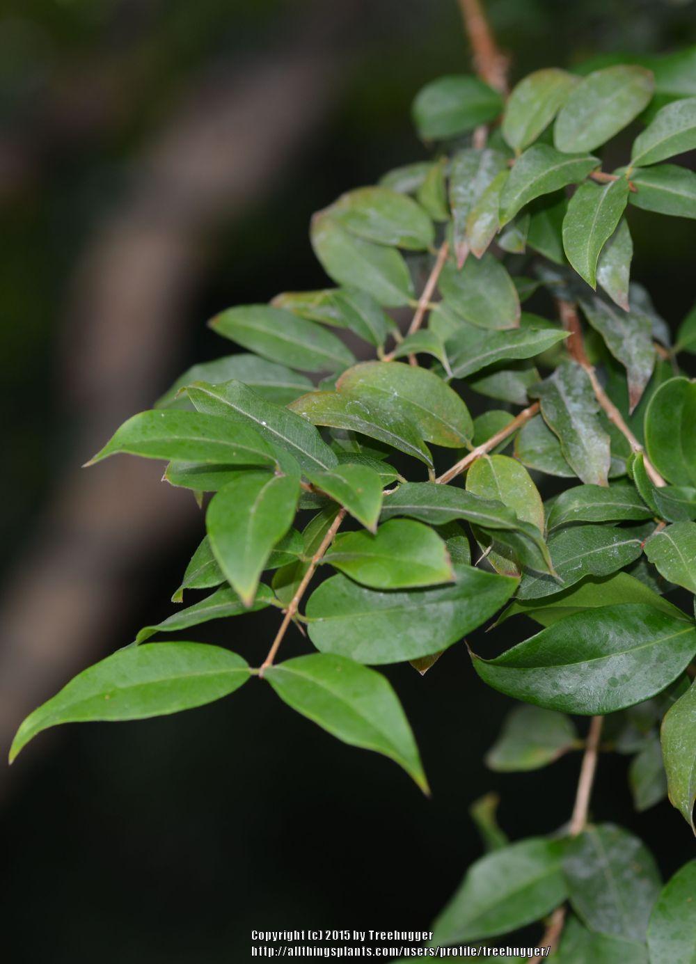 Photo of Jaboticaba (Plinia cauliflora) uploaded by treehugger