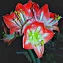 Getting Your Amaryllis To Rebloom Year After Year After Year