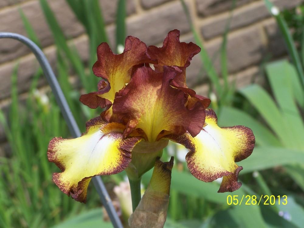 Photo of Tall Bearded Iris (Iris 'Showcase') uploaded by Misawa77