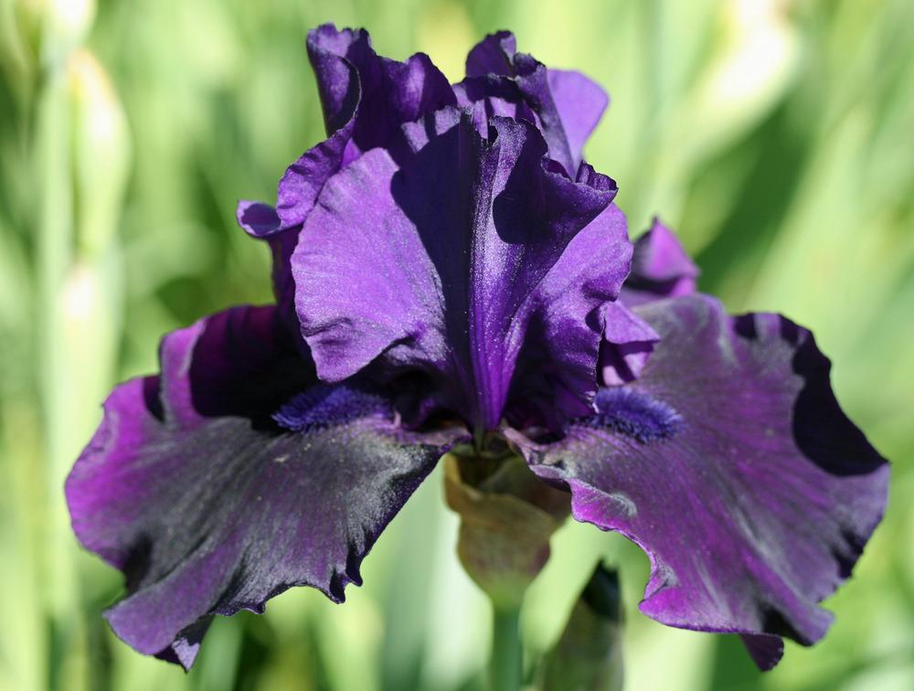 Photo of Tall Bearded Iris (Iris 'Navy Chant') uploaded by Snork