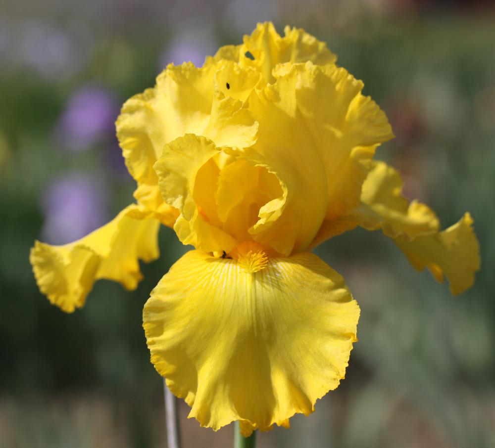 Photo of Tall Bearded Iris (Iris 'Temple Gold') uploaded by Snork