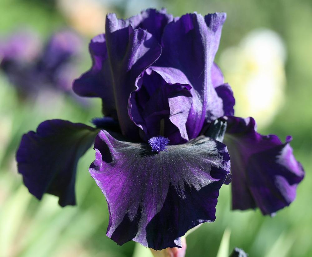 Photo of Tall Bearded Iris (Iris 'Navy Chant') uploaded by Snork