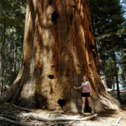 Location: Hiker by a sequoia in the Sugar Bowl in Sequoia National Park
Date: 2007-10-24
Photo courtesy of: Miguel Vieira
