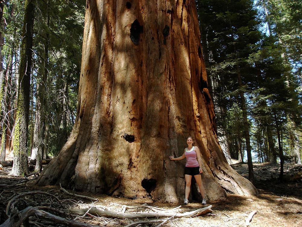 Photo of Giant Sequoia (Sequoiadendron giganteum) uploaded by admin