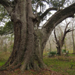 Location: Texas live oak (Quercus fusiformis) on Brazos Bend State Park Hoots Hollow Trail
Date: 2012-01-22
Photo courtesy of: Miguel Vieira