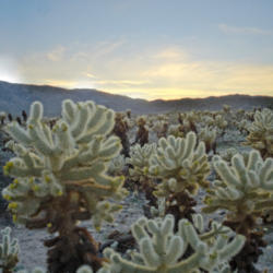 Location: The sun sets behind teddy-bear cholla.
Date: 2008-02-24
Photo courtesy of: Miguel Vieira