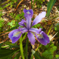Location: Douglas's iris (Iris douglasiana) on Butano State Park Gazo's Trail
Date: 2009-05-04
Photo courtesy of: Miguel Vieira