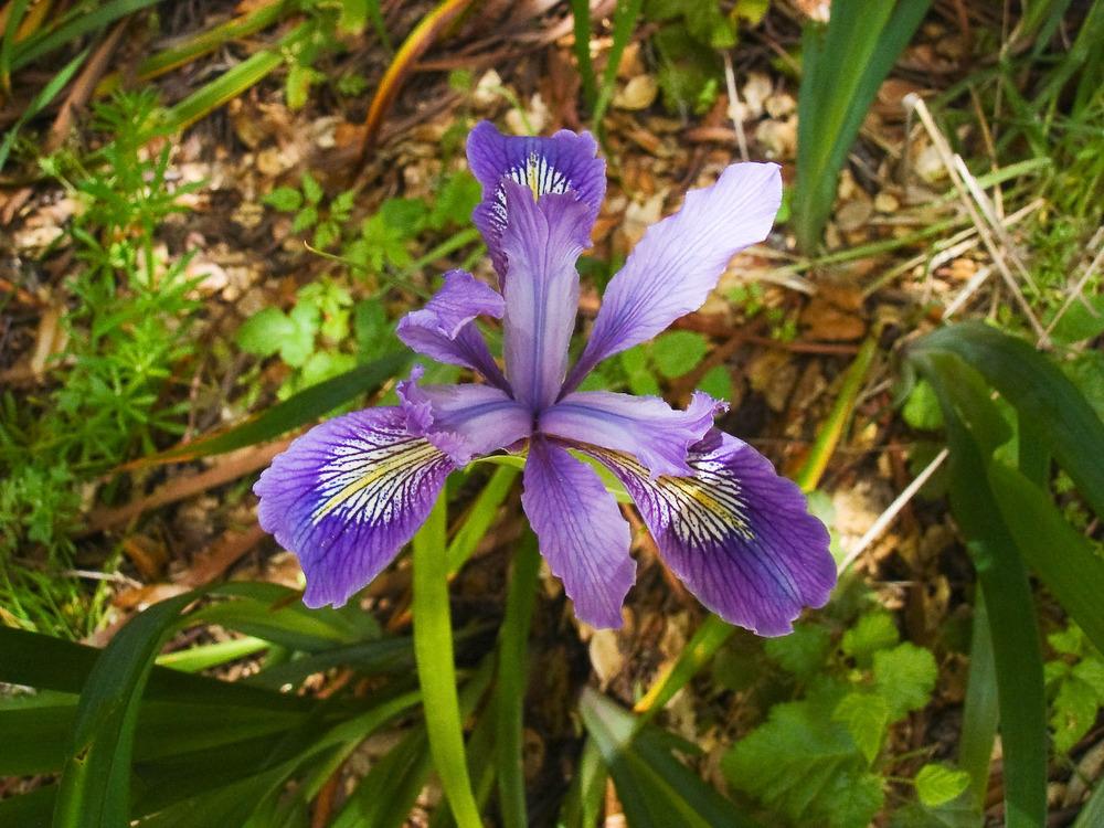 Photo of Species Iris (Iris douglasiana) uploaded by admin