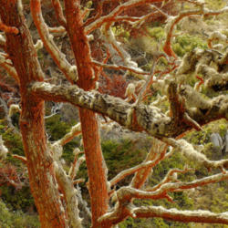 Location: Monterey cypress in Alan Memorial Grove in Point Lobos
Date: 2007-10-19
Photo courtesy of: Miguel Vieira