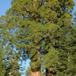 Location: Giant Sequoia in Grant Grove in Kings Canyon National Park
Date: 2007-10-24
Photo courtesy of: Miguel Vieira