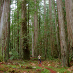 Location: Elizabeth and ancient redwoods in Humboldt State Park
Date: 2009-05-21
Photo courtesy of: Miguel Vieira