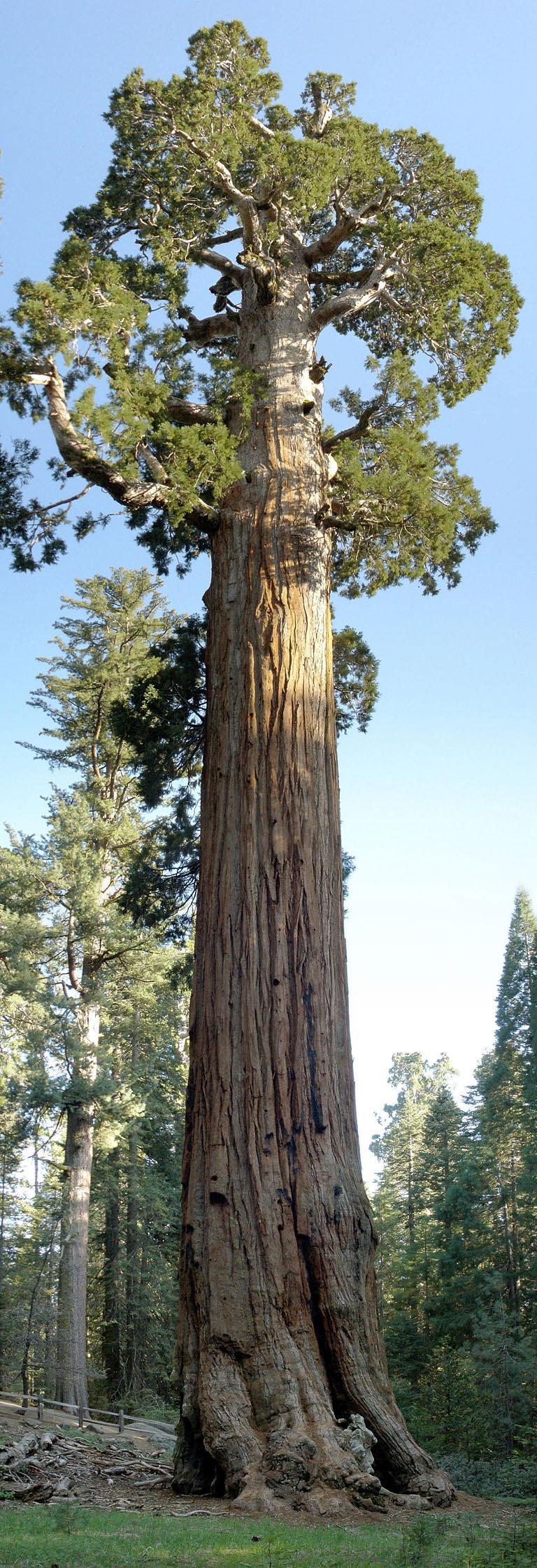 Photo of Giant Sequoia (Sequoiadendron giganteum) uploaded by admin