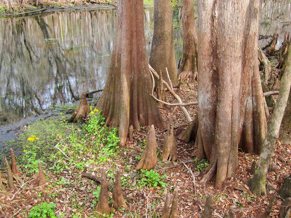 Photo of Bald Cypress (Taxodium distichum) uploaded by admin