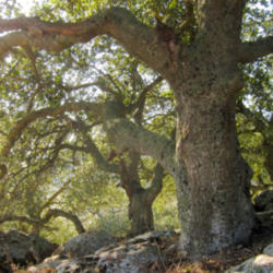 Location: Coast live oaks (Quercus agrifolia) at Brushy Peak Regional Preserve
Date: 2012-02-04
Photo courtesy of: Miguel Vieira