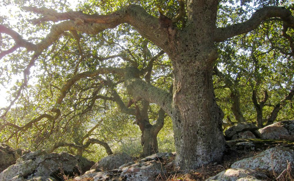Photo of California Live Oak (Quercus agrifolia) uploaded by admin