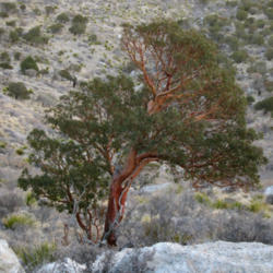 Location: Texas madrone (Arbutus xalapensis) on Guadalupe Mountains National Park Guadalupe Peak Trail
Date: 2012-01-25
Photo courtesy of: Miguel Vieira
