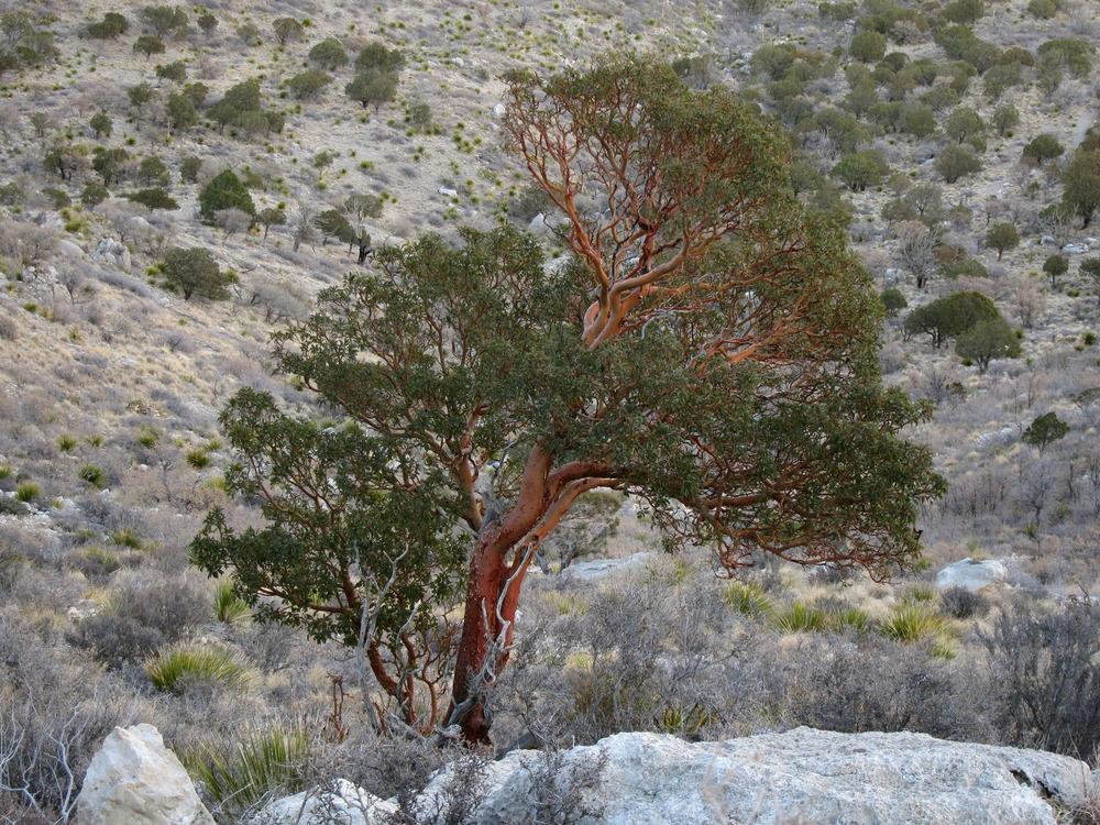 Photo of Texas Madrone (Arbutus xalapensis) uploaded by admin