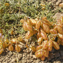 Location: Whitney's locoweed (Astragalus whitneyi) on Pacific Crest Trail near Leavitt Peak
Date: 2008-08-27
Photo courtesy of: Miguel Vieira