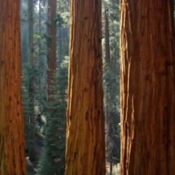 Location: Giant sequoia in Redwood Canyon in Sequoia National Park
Date: 2007-10-24
Photo courtesy of: Miguel Vieira