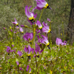 Location: Padre's shooting star (Dodecatheon clevelandii ssp. patulum) in Pinnacles National Park
Date: 2009-03-24
Photo courtesy of: Miguel Vieira