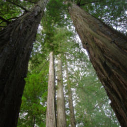 Location: Towering redwoods in Humboldt State Park
Date: 2008-11-01
Photo courtesy of: Miguel Vieira
