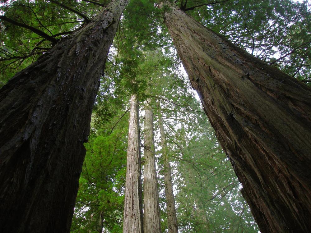 Photo of Redwood (Sequoia sempervirens) uploaded by admin