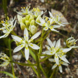 Location: Star-lily (Zigadenus fremontii) in Pinnacles National Park
Date: 2009-03-24
Photo courtesy of: Miguel Vieira