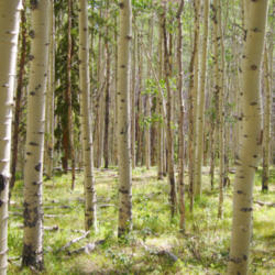 Location: Aspens (Populus tremuloides) on Lost Lake Trail
Date: 2012-08-18
Photo courtesy of: Miguel Vieira