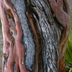 Location: Texas madrone (Arbutus xalapensis) bark on Guadalupe Mountains National Park Guadalupe Peak Trail
Date: 2012-01-25
Photo courtesy of: Miguel Vieira