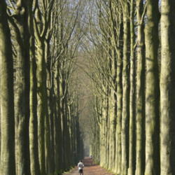 Location: Morlanwelz-Mariemont (Belgium), the European beech walk linking Morlanwelz to Mariemont
Date: 2007-03-10
Photo courtesy of: Jean-Pol GRANDMONT