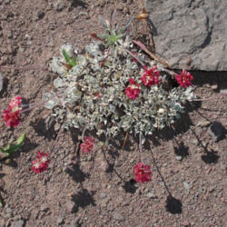 Location: Oval-leaved buckwheat (Eriogonum ovalifolium) on Pacific Crest Trail near Sonora Pass
Date: 2008-08-27
Photo courtesy of: Miguel Vieira