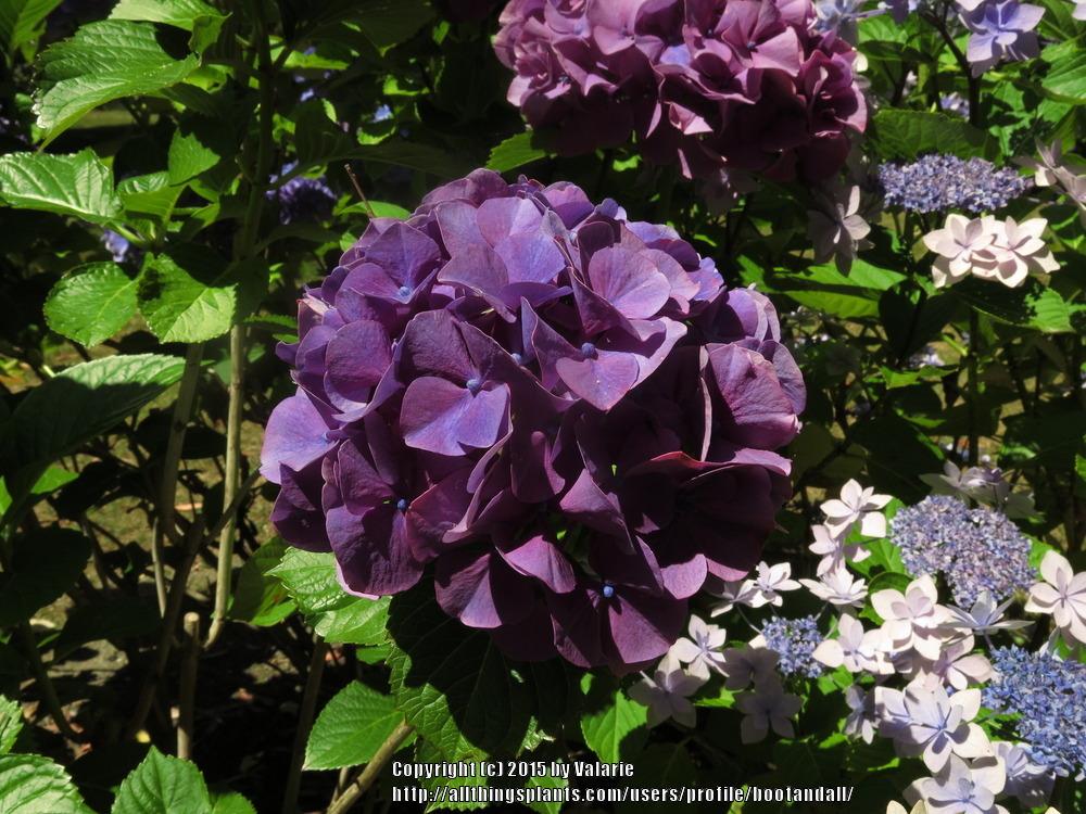 Photo of Hydrangea (Hydrangea macrophylla 'Pink Bouquet') uploaded by bootandall