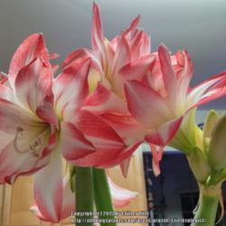 Location: Critter's kitchen counter in Frederick MD
Date: Jan 2015
Still my favorite! Friend says the bloom is like a water lily, an