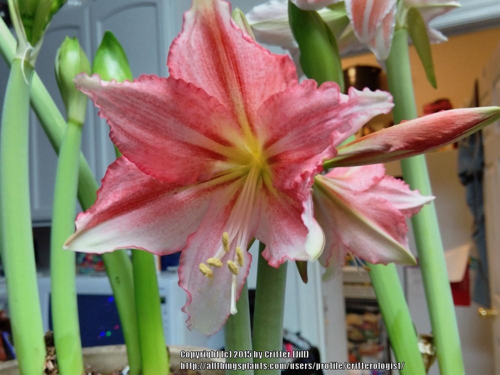 Photo of Amaryllis (Hippeastrum 'Tinkerbell') uploaded by critterologist