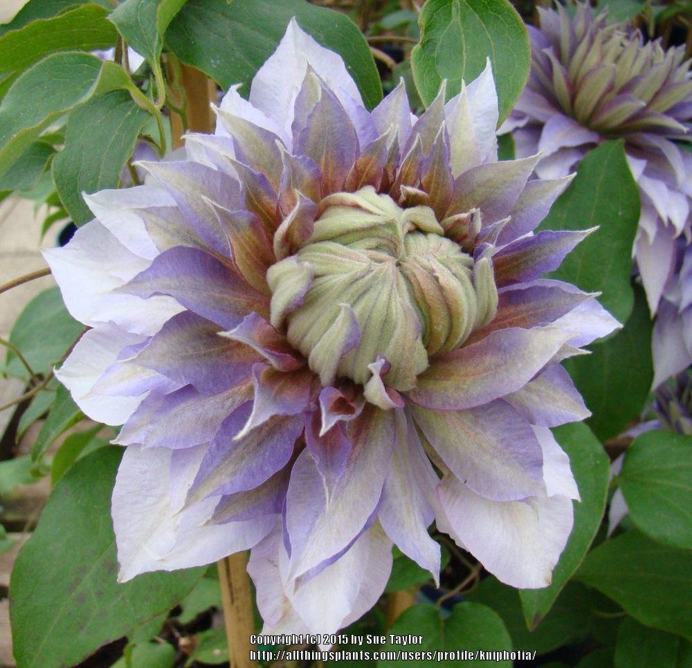 Photo of Clematis Diamantina™ uploaded by kniphofia
