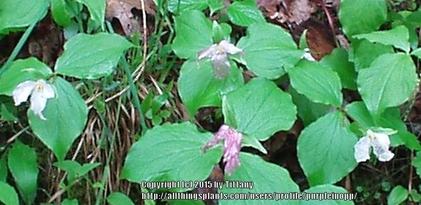 Photo of Trilliums (Trillium) uploaded by purpleinopp