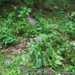 Location: Wild patch found in state park in Hocking Hills, OH.
Date: 7-28-2003