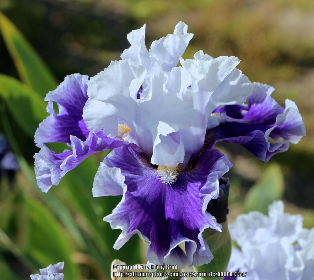 Photo of Tall Bearded Iris (Iris 'Billowing Waves') uploaded by ARUBA1334