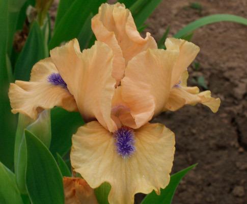 Photo of Standard Dwarf Bearded Iris (Iris 'Decorum') uploaded by Calif_Sue