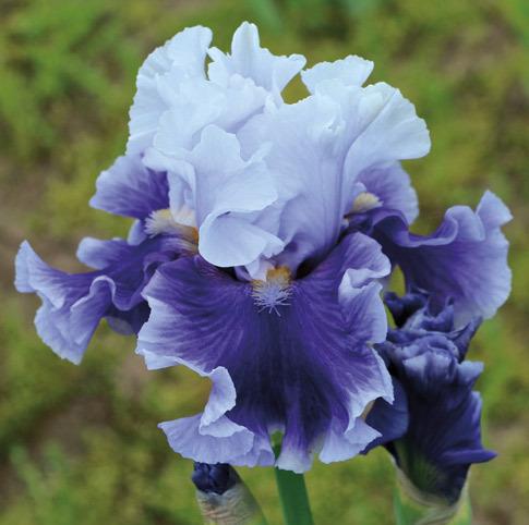 Photo of Tall Bearded Iris (Iris 'Billowing Waves') uploaded by Calif_Sue