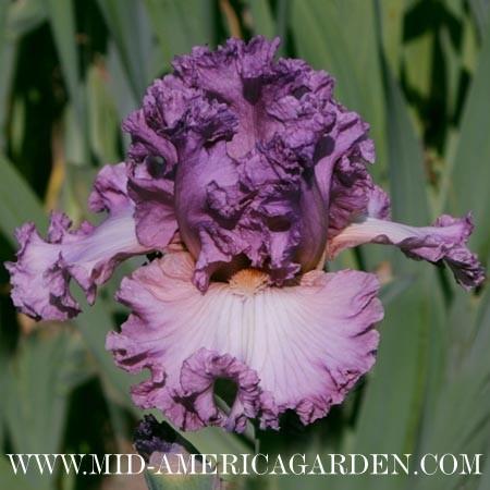Photo of Tall Bearded Iris (Iris 'Bolshoi') uploaded by Calif_Sue