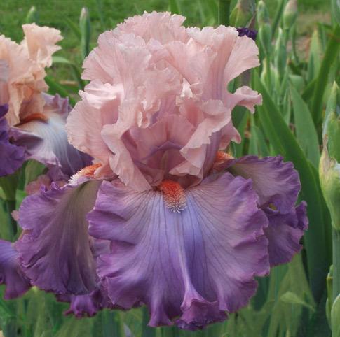 Photo of Tall Bearded Iris (Iris 'Marrying Kind') uploaded by Calif_Sue