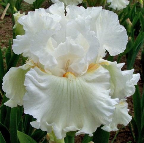 Photo of Tall Bearded Iris (Iris 'Boston Cream') uploaded by Calif_Sue