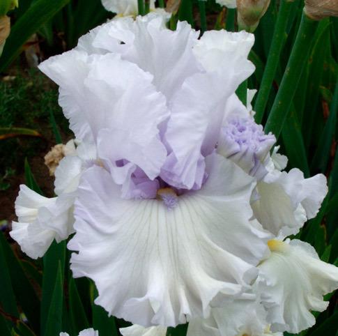 Photo of Tall Bearded Iris (Iris 'My Lady's Manor') uploaded by Calif_Sue
