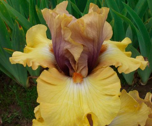 Photo of Tall Bearded Iris (Iris 'Desert Moth') uploaded by Calif_Sue