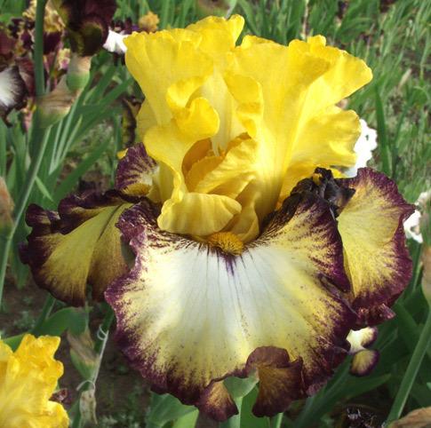 Photo of Tall Bearded Iris (Iris 'High Desert') uploaded by Calif_Sue