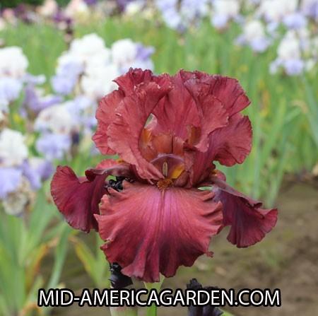 Photo of Tall Bearded Iris (Iris 'Bev') uploaded by Calif_Sue