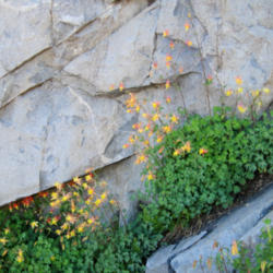 Location: Columbines (to the left Aquilegia formosa and Aquilegia pubescens) on High Sierra Trail
Date: 2011-08-01
Photo courtesy of: Miguel Vieira